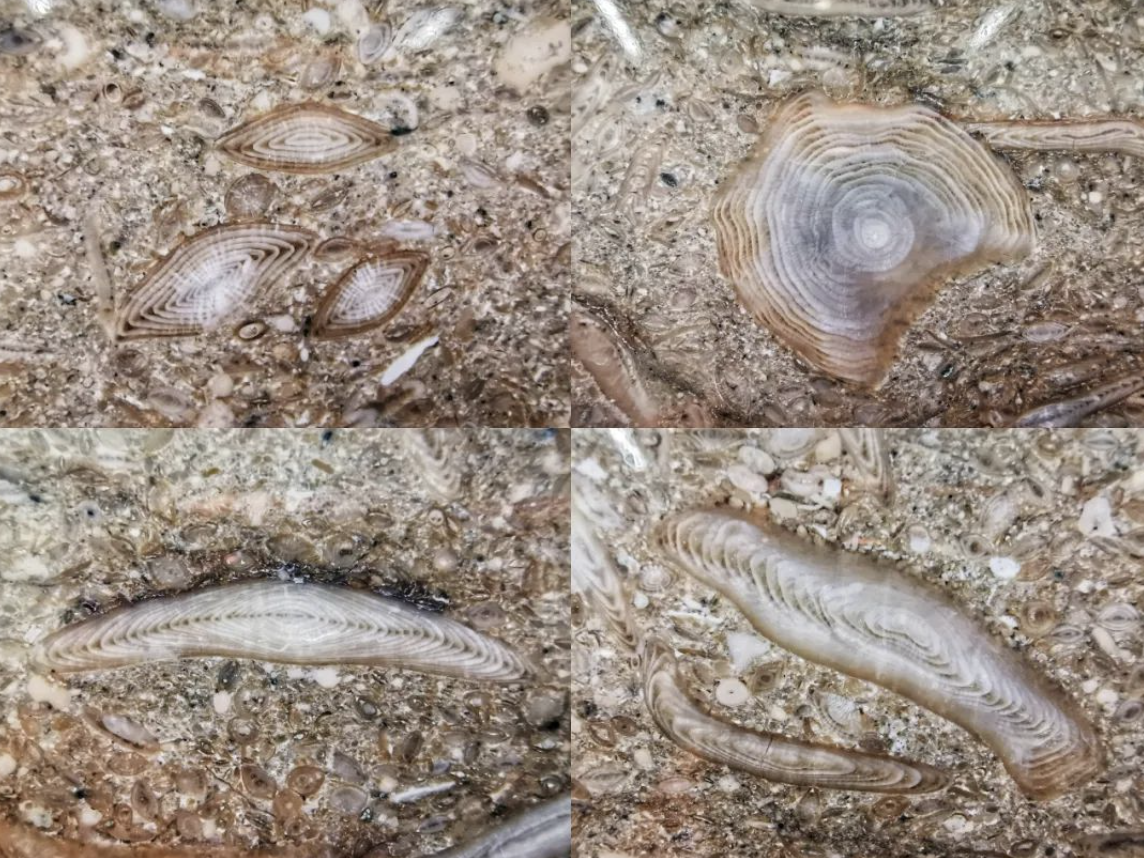 石材里的化石你见过吗？都有哪些石材里面有化石呢