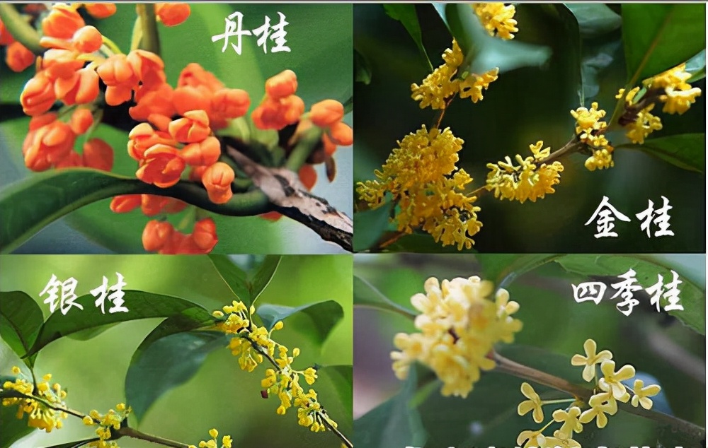 七种吉祥树，有的花美，有的爱结果，房前屋后种一棵，实用又旺家