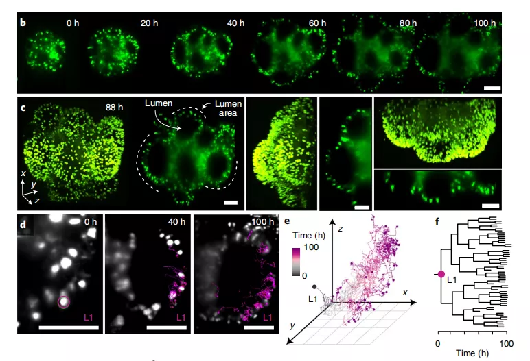 科学家开发谱系记录仪iTracer，可用于所有体外细胞培养系统