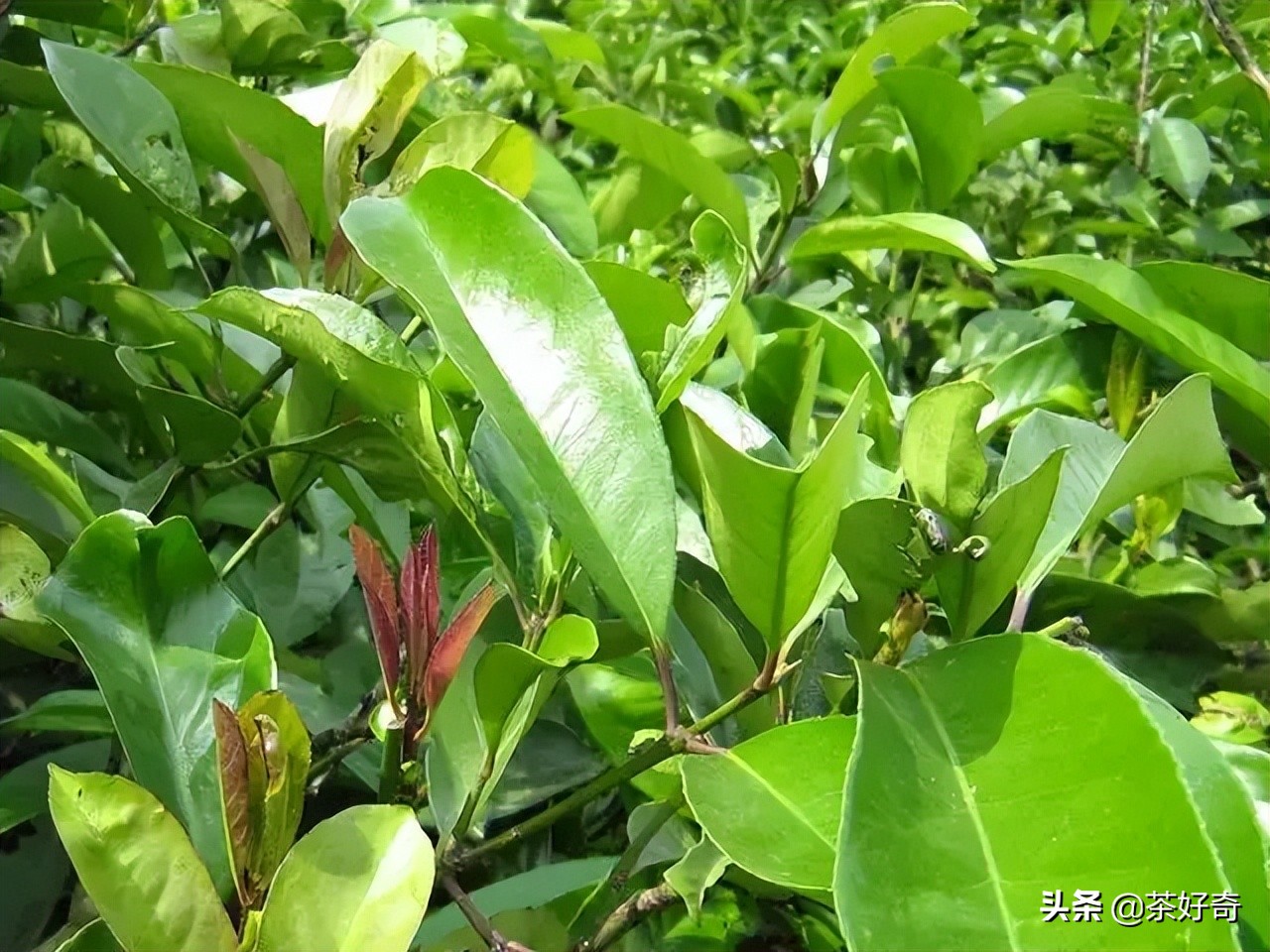 海南一絕苦丁茶，苦盡甘來好養生。 你喝得下嗎？