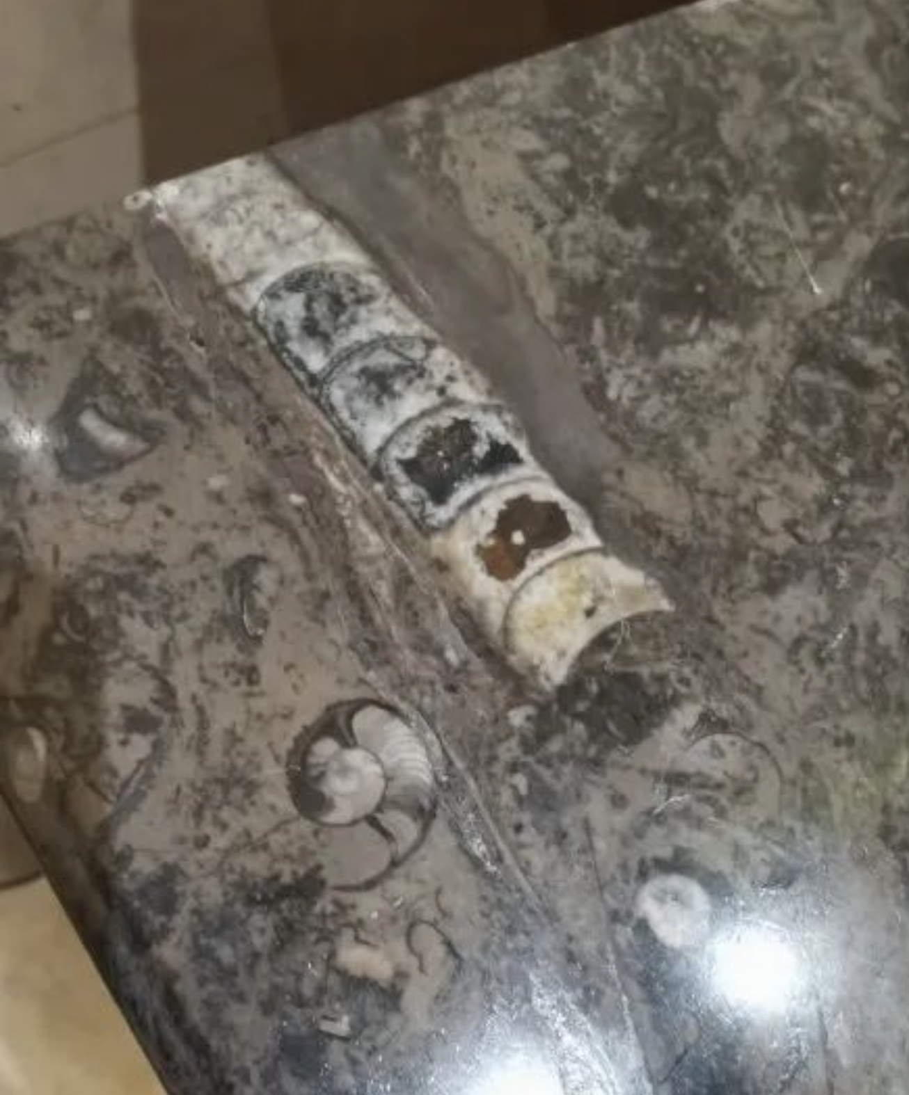 石材里的化石你见过吗？都有哪些石材里面有化石呢