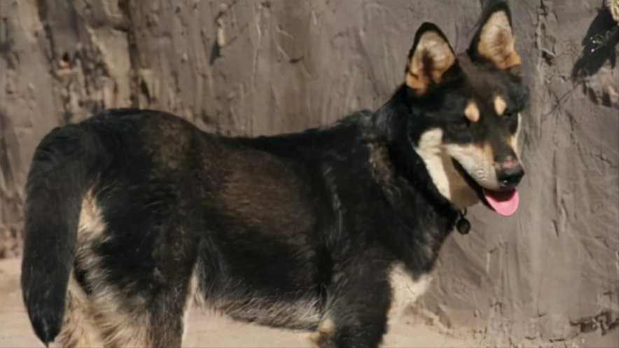 中華田園犬品種圖鑑 貓狗營養師 Mdeditor