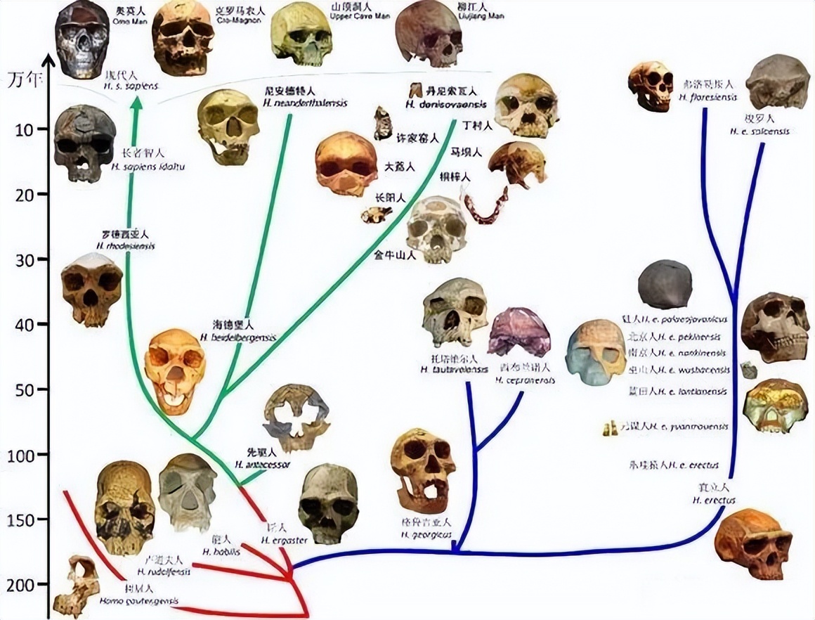 数万年前地球上至少有六个人种,如今为何只剩下人类自己?