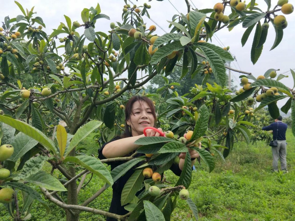 黨建引領(lǐng)“三融合”生態(tài)農(nóng)業(yè)唱主角，黃石金龍村發(fā)展有“秘訣”