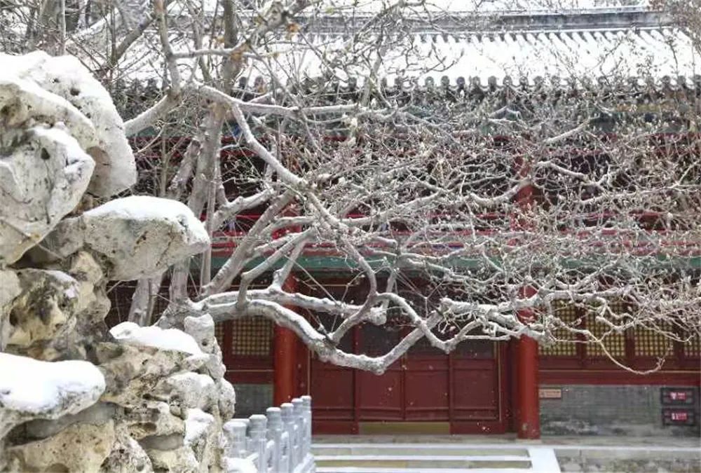 当春花遇上春雪，看京城别样的诗意与浪漫~