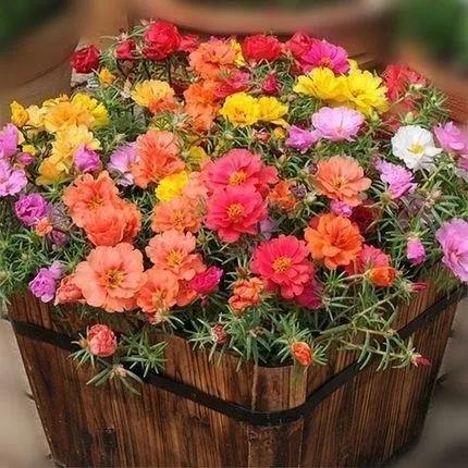 花朵美图｜温柔甜美的初吻、大丽花、耧斗菜花朵合集160张