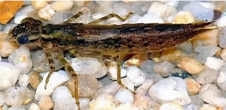 蜻蜓的幼虫---水虿:凶猛的猎食者  异形的原型
