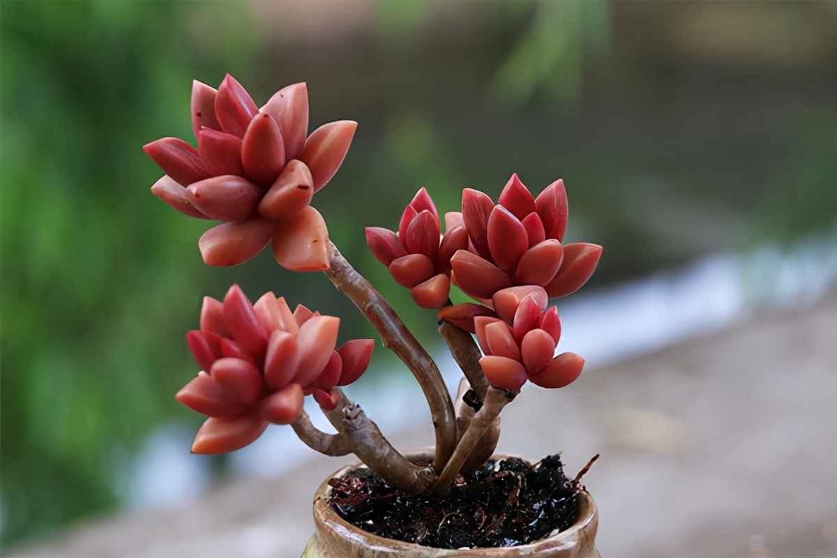 多肉植物介绍(100种多肉图鉴,比花还美,你认识几种?