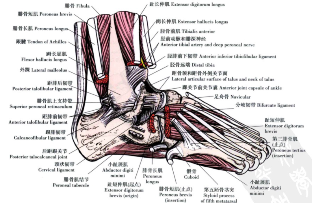 踝关节解剖踝关节解剖图