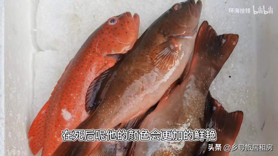 石斑魚圖片,石斑魚圖片大全 圖片高清