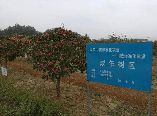 �̵���ƽ磬ɽ髾�Ϊʲô�����߾����أ�