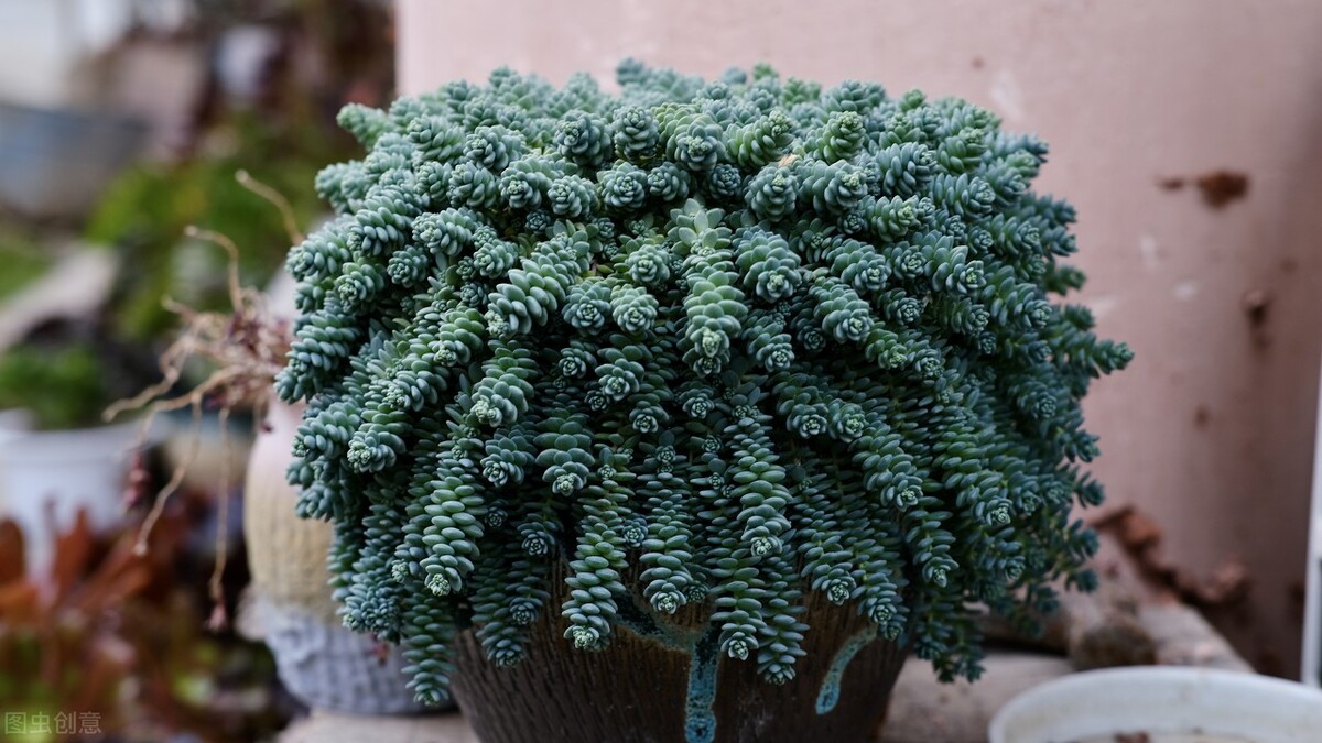 12,姬星美人11,鹿角海棠10,佛甲草9,桃美人8,火祭7,雅乐之舞6,玉蝶5