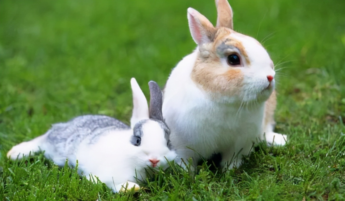 属兔子的今年多大了虚岁 2018生肖兔今年几岁_达一风水网