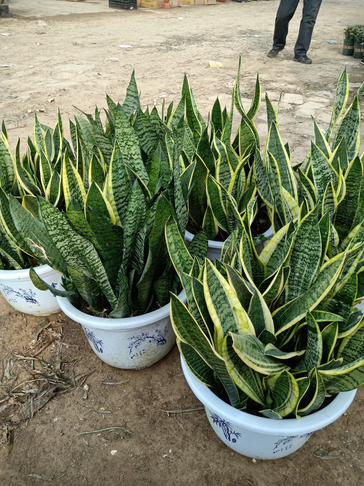 花的種植,花的種植方法和過程