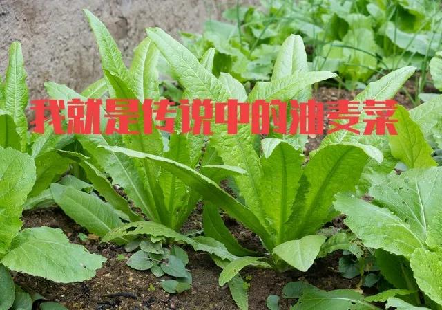 最新網絡用語 絕絕子 內卷 躺平 佛系 雙擊666 等等都是什么意思？
