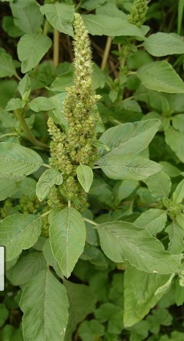 反枝苋也叫野苋菜,它是一种什么样的植物?