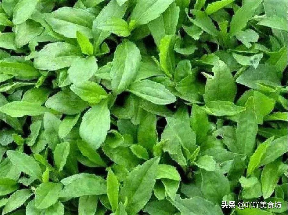 春天不可錯過的10種野菜，自然清新的味道，比肉還受歡迎