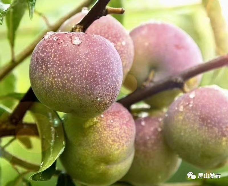 屏山县12万亩茵红李争鲜上市