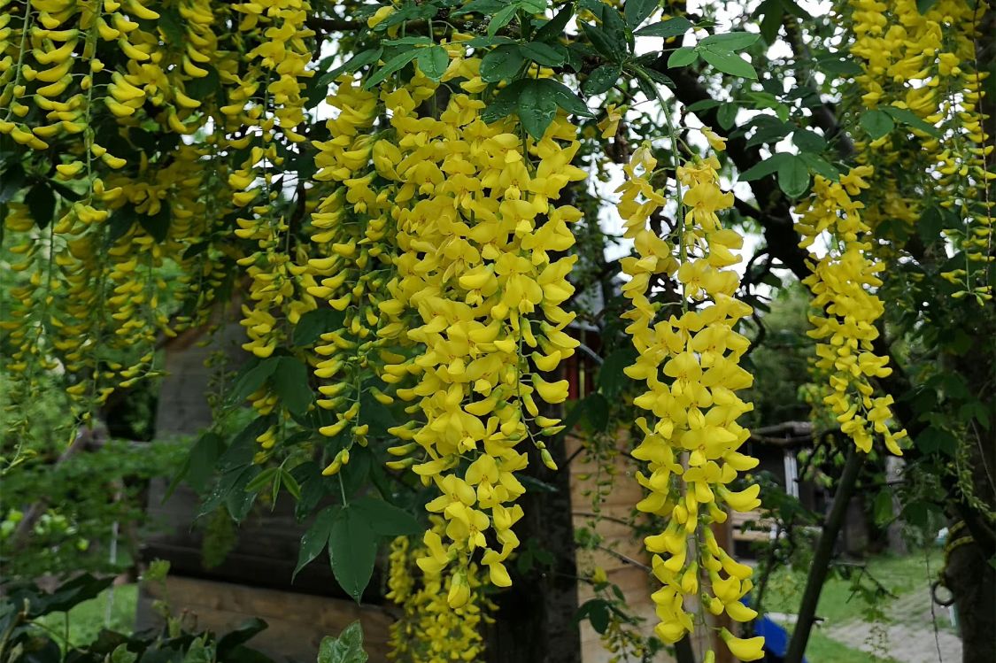 香花槐可以吃吗（教你正确区分不同颜色的香花槐）