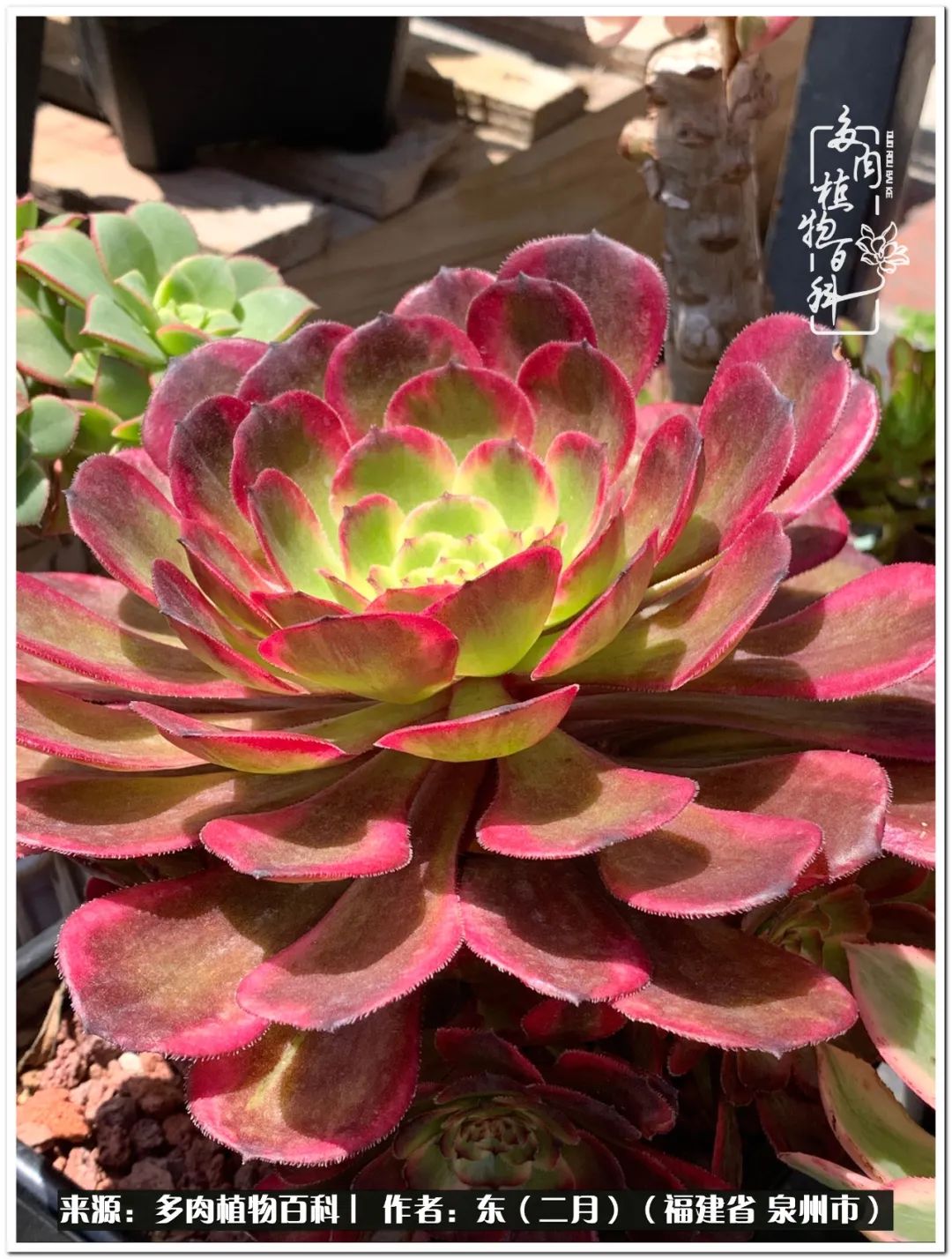白月光金丝楠木金丝翡翠万红红白被9527种草的朱雀花纳奶白燕姿六月