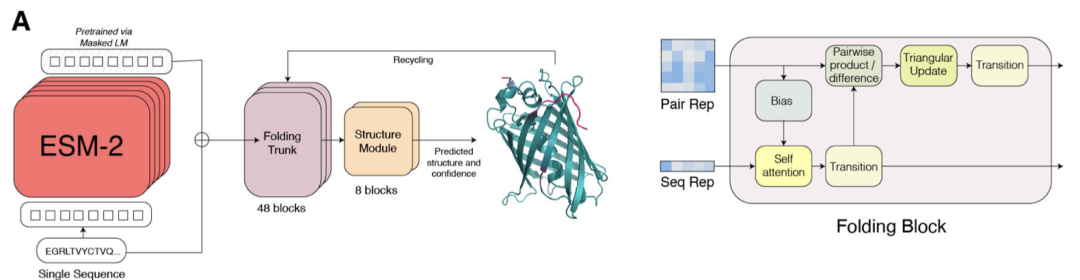 快了一个0！Meta祭出150亿参数蛋白质大模型，碾压AlphaFold2