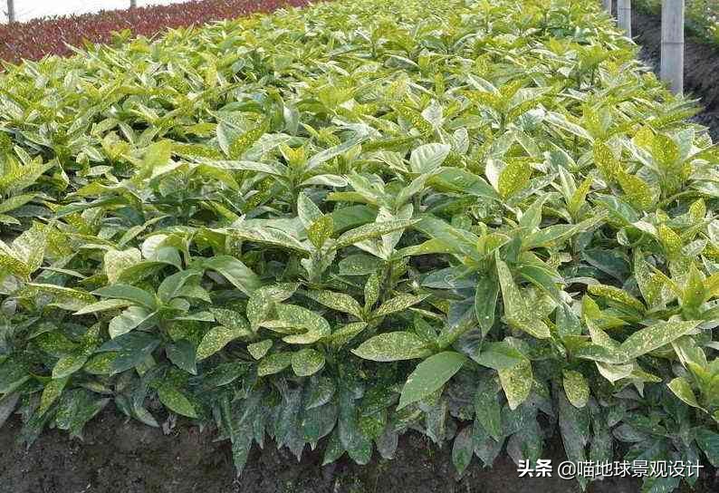 私家庭院景观设计：适合南京、合肥一带种植的常绿灌木