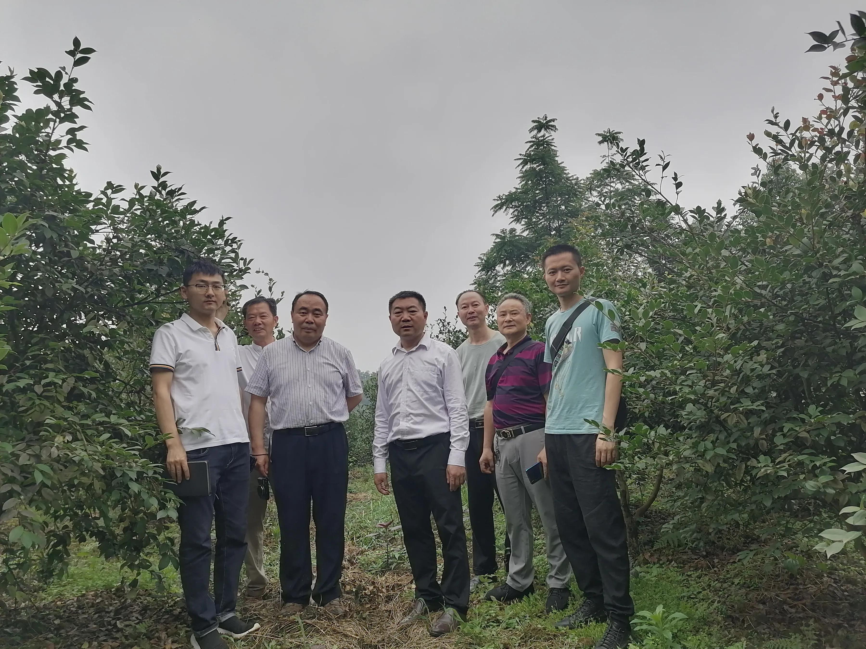 筠连县老科协助力为企业解除山油茶苗木销售瓶颈