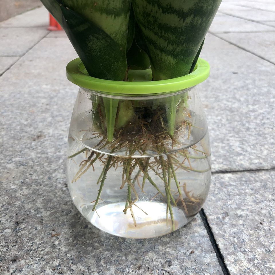 可长期养的水培植物（5种水培植物方法和注意事项）