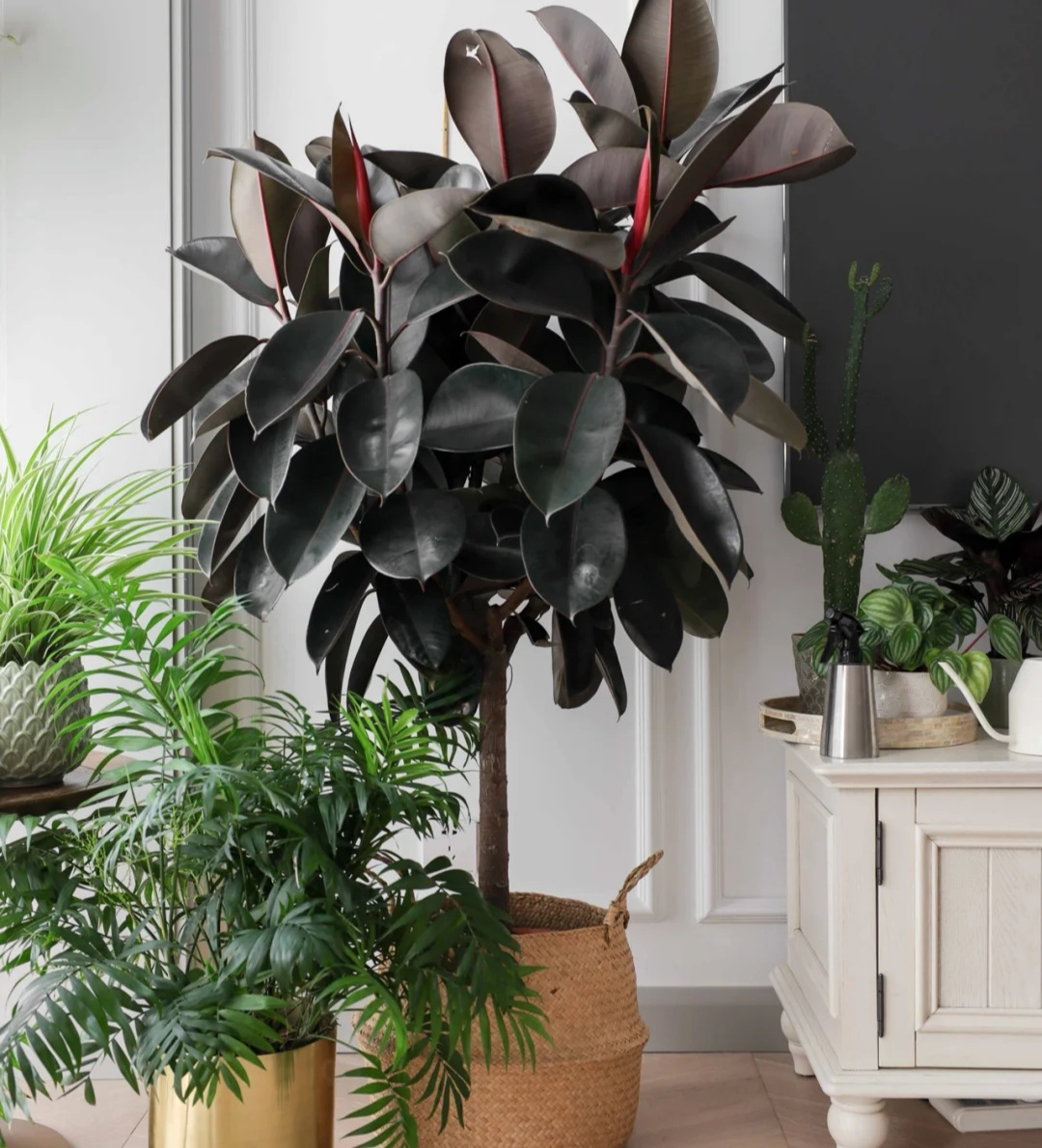 客厅最适合养大型绿植,这6种新型植物,好看好养护,养人养心