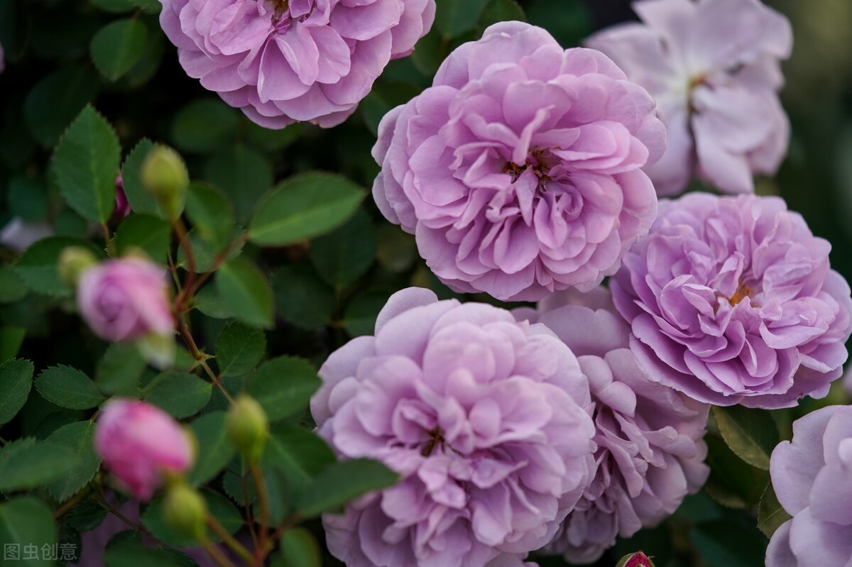 紫色花卉大全惊艳的紫色花卉大全