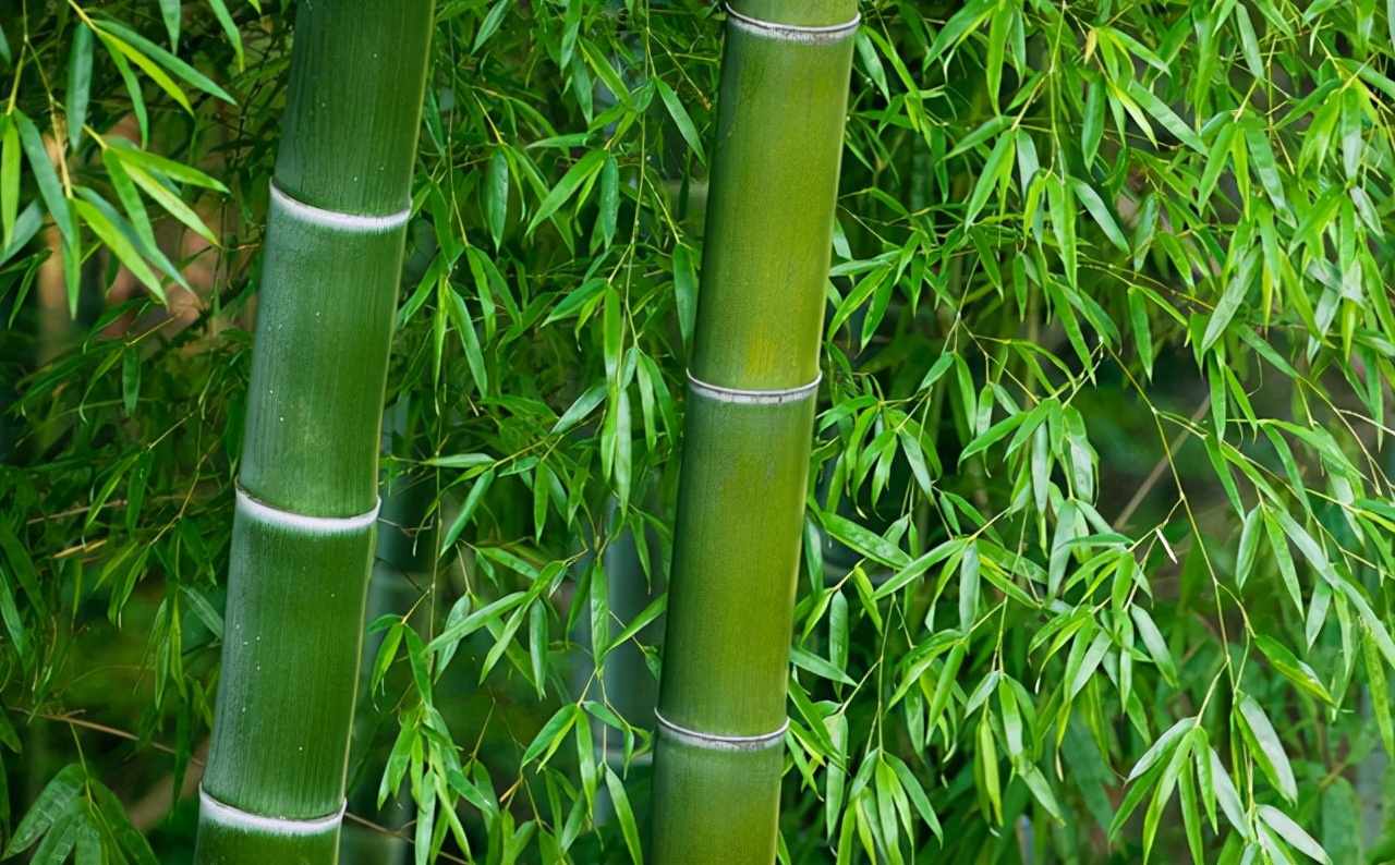 楠竹图片(我国新材料) - 赤虎壹号