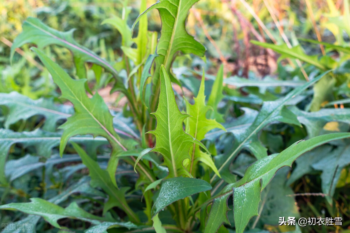 野菜,应该早就有,中唐的白居易也写过"二月二日新雨晴,草芽菜甲一时生