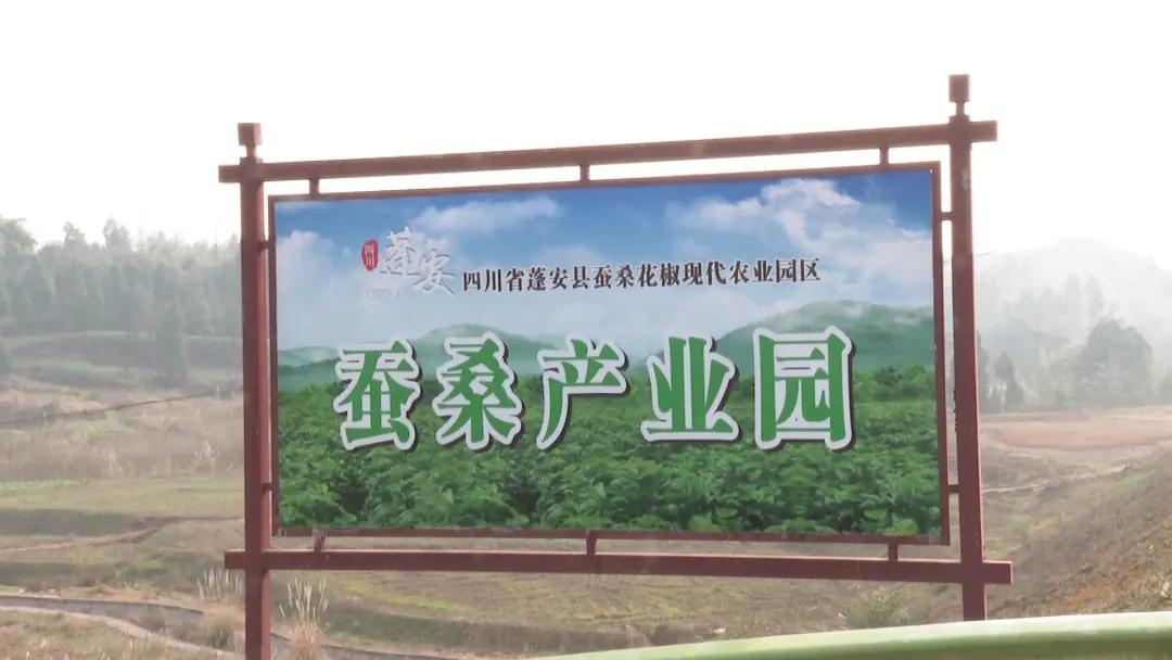 蓬安县新园乡：打造产业发展特色乡 争做乡村振兴“排头兵”