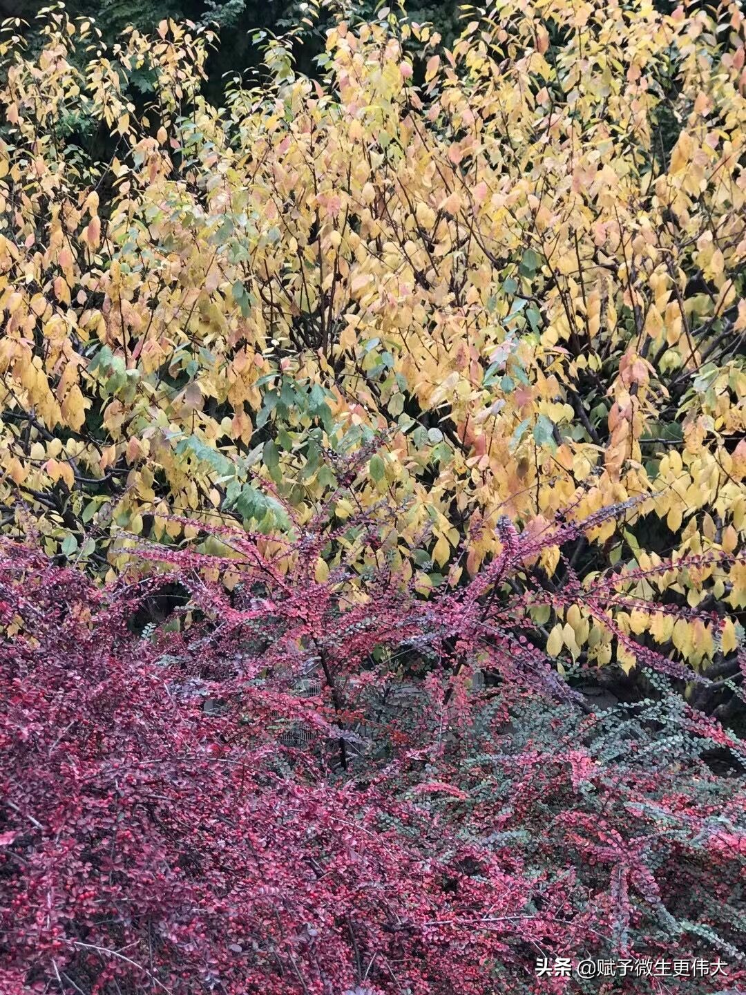 水飨——早上秋水午镶黄