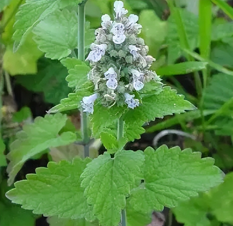 荆芥的功效与作用(荆芥是怎样一种植物) - 行就行