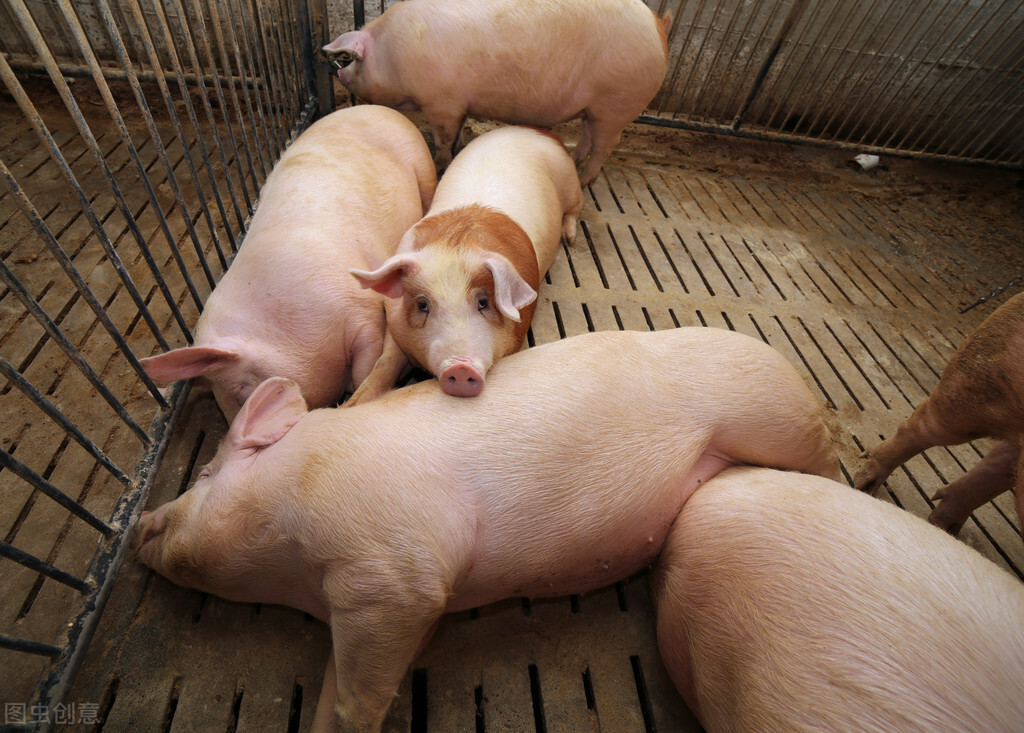 全国生猪价格涨跌表｜2022年3月21日，国内猪价饲料齐上涨