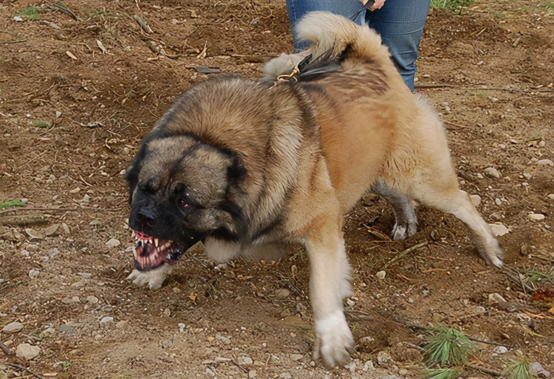 坎高犬vs高加索牧羊犬，谁才是大型猛犬的战力天花板？