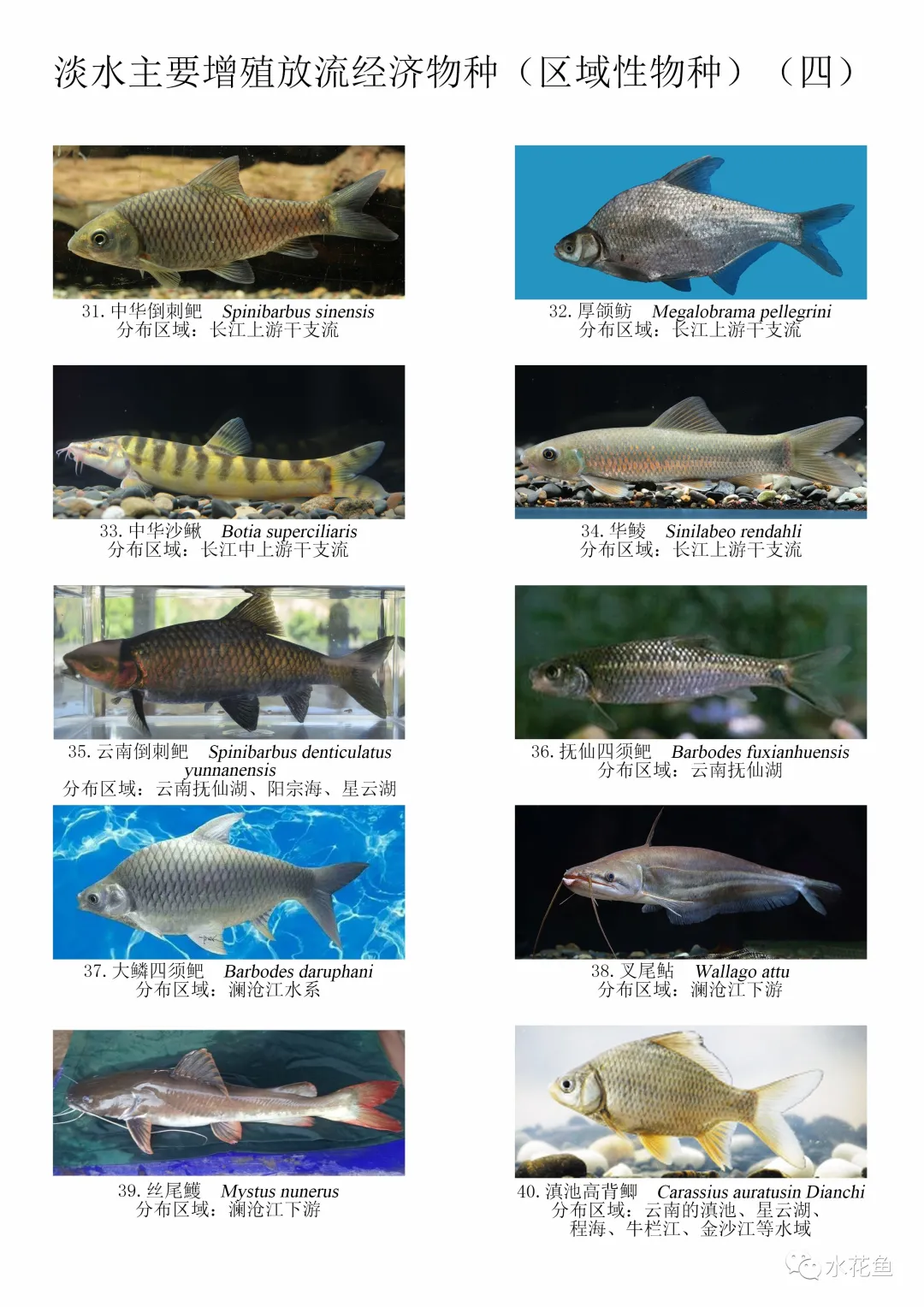 图鉴：我国增殖放流允许的主要淡水鱼类——区域性经济物种120种