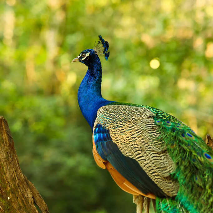 小孔雀的故事200字 _飞翔号