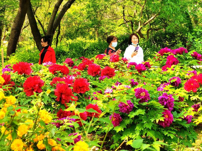 济南泉城公园牡丹花开成海 再不去欣赏就要等一年了
