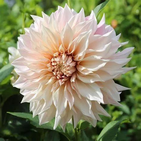 花朵美图｜温柔甜美的初吻、大丽花、耧斗菜花朵合集160张