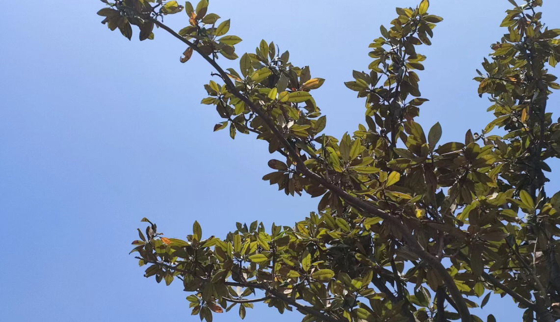 分数不高想读临床医学？这4所大学可以考虑，口碑好，就业也不错