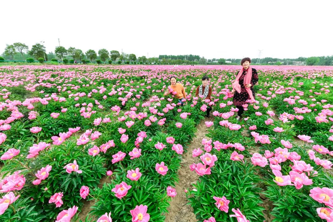 安徽亳州：芍药花儿开 静待客人来