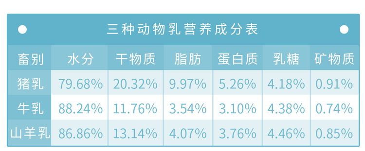 “猪奶”是什么味道？为什么没人喝？其实，它的营养比牛奶还要高