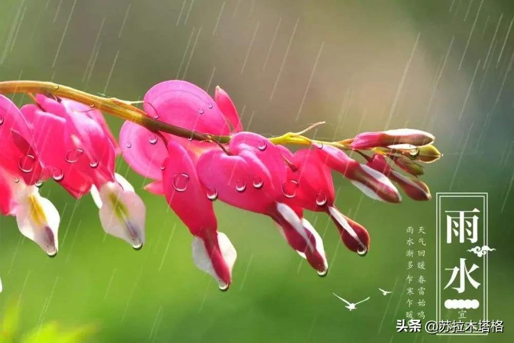 这才是诗歌嘛！六首雨水诗，每一首都令人极其喜爱