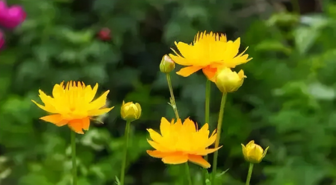 金蓮花茶,金蓮花茶的功效與作用