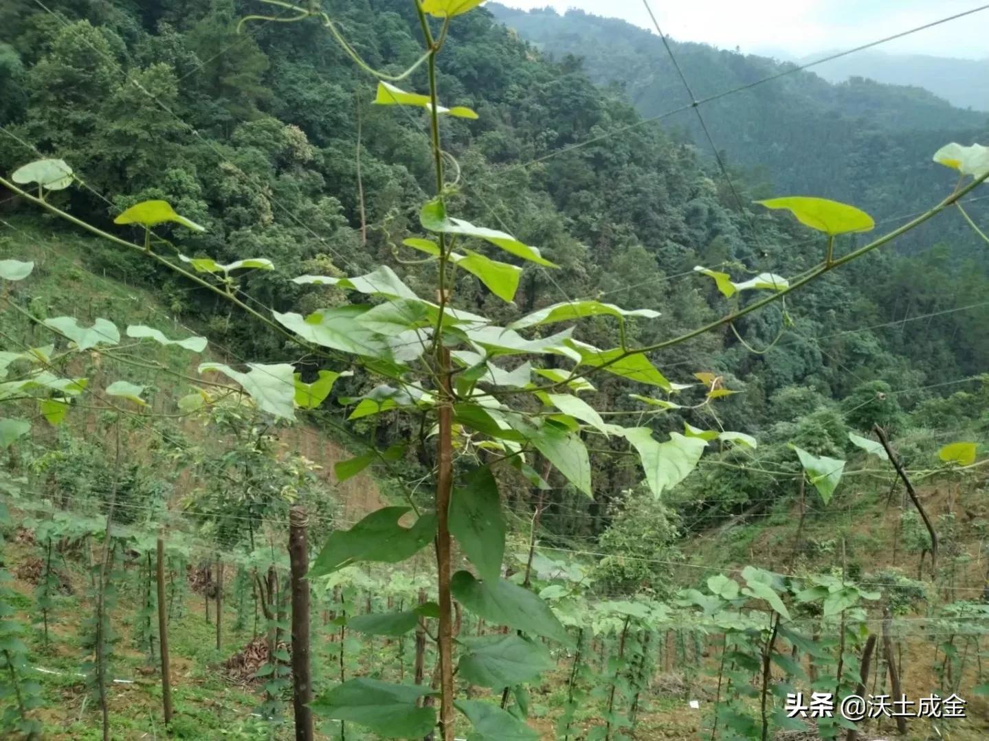 不想打工怎么办？老农教你冬闲做准备，来年罗汉果夺丰收