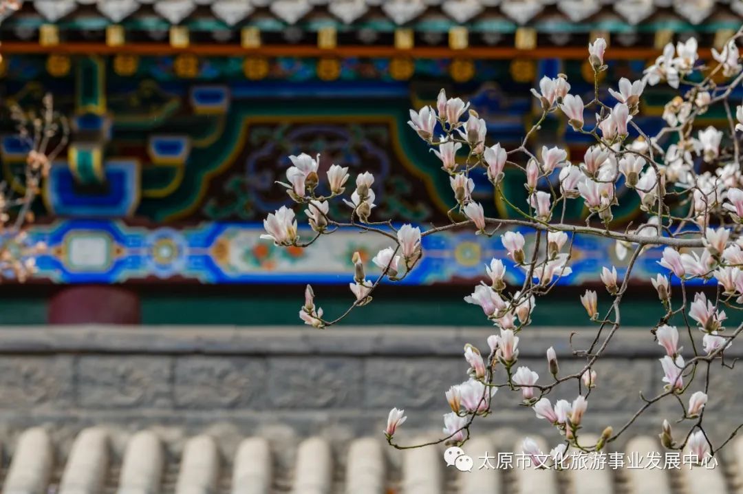 线上展览|“山河春意 锦绣太原——花的世界”主题摄影线上图片展（十一）