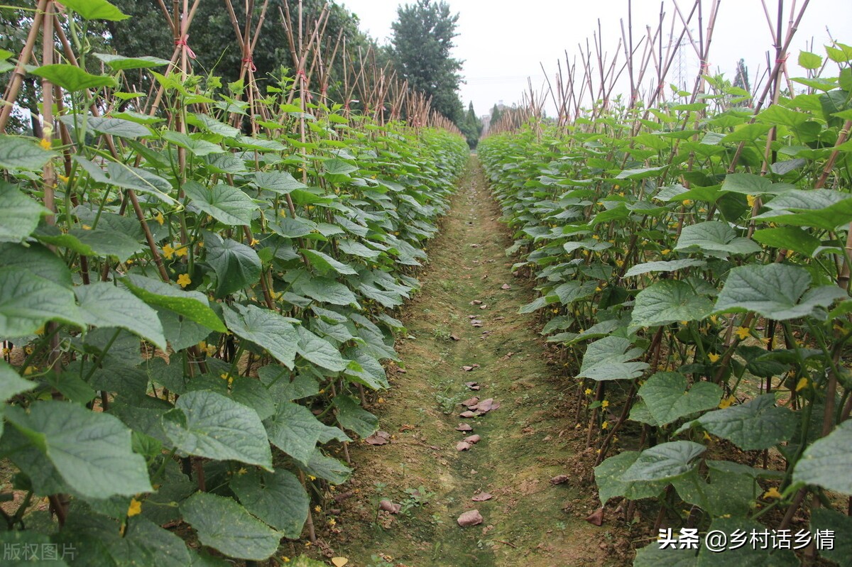 農業種植什么項目前景好掙錢多,