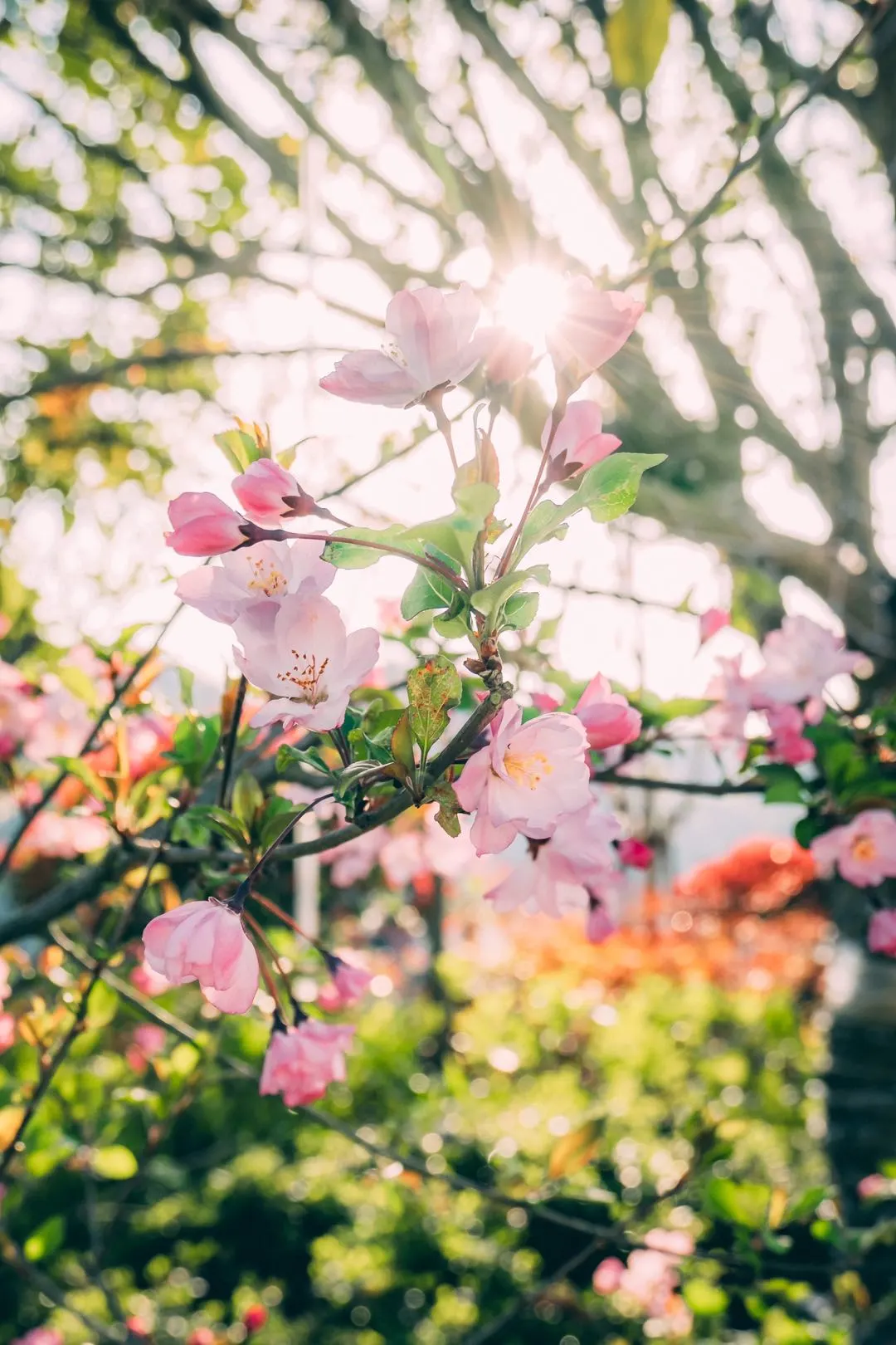 春节旅游团